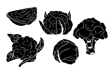 Cabbage set. Fresh cabbage, broccoli, cauliflower. Silhouette. Vector illustration for design and decoration.のイラスト素材