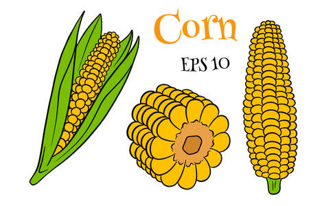 Corn set. Fresh corn cobs with and without leaves. In a cartoon style. Vector illustration for design and decoration.のイラスト素材