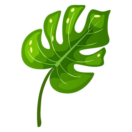 Tropical leaf for design and decoration. Vector illustration isolated on white background.のイラスト素材