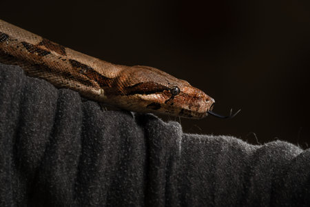 Boa Constrictor Flicking Tongue on Human Armの写真素材