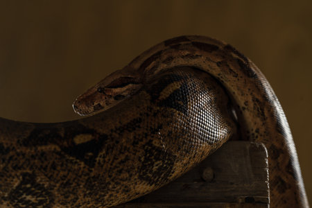 Boa Constrictor Curled on Wooden Post in Shadows