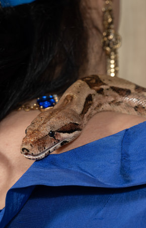 Boa Constrictor Resting on Persons Shoulderの写真素材