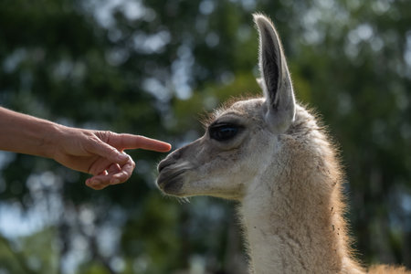 Close-up of Guanaco and Human Interactionの写真素材
