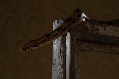 Boa constrictor hanging over the edge of an old wooden frame, with its scales illuminated against a dark background, creating a dramatic effect.の写真素材
