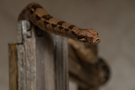 Detailed close-up image of a boa constrictor with a focused gaze, resting on a rustic wooden...