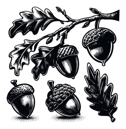 Hand-drawn vector illustration featuring acorns and oak leaves on a branch, perfect for nature-themed designs or vintage artwork. Ideal for prints and graphics.のイラスト素材