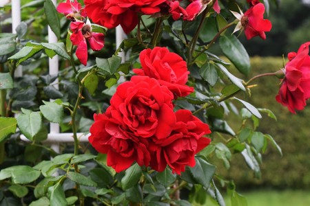 Roseの写真素材