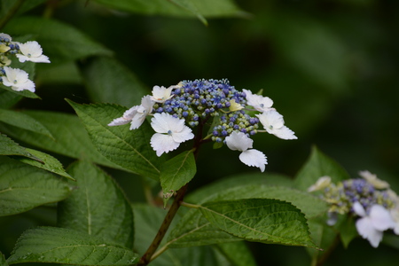Hydrangea flowersの写真素材