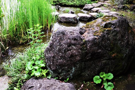 Japanese gardenの写真素材