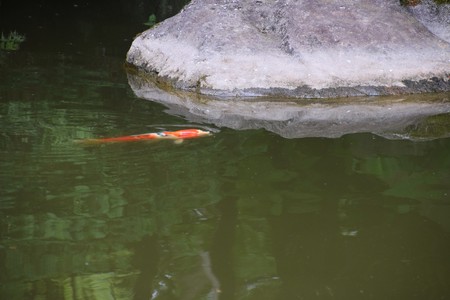 Japanese gardenの写真素材