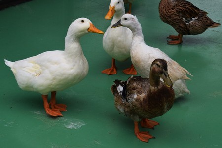 Petting Zooの写真素材