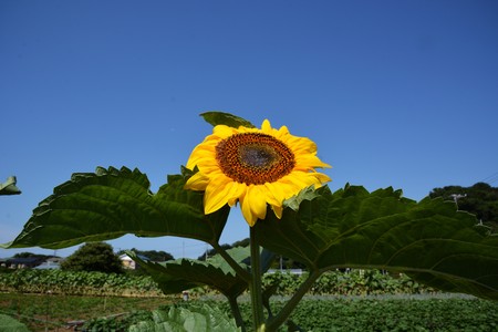 Summer has come! / Sunflowerの写真素材