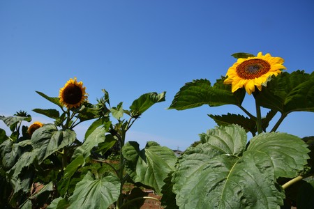 Summer has come! / Sunflowerの写真素材