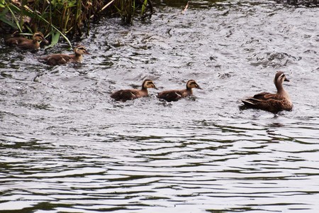 Come with me! / Spot-billed duck familyの写真素材