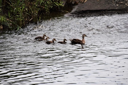 Come with me! / Spot-billed duck familyの写真素材