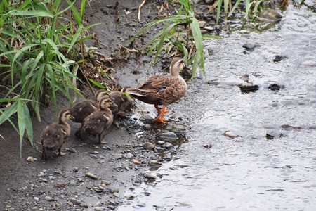 Come with me! / Spot-billed duck familyの写真素材