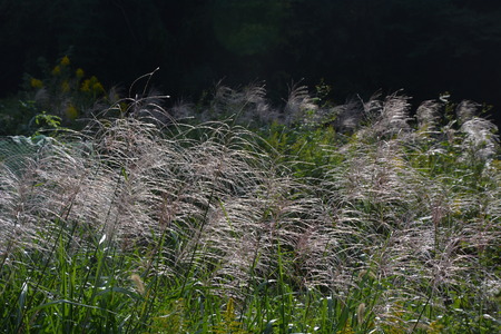 Japanese pampas grassの写真素材