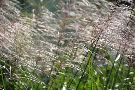 Japanese pampas grassの写真素材