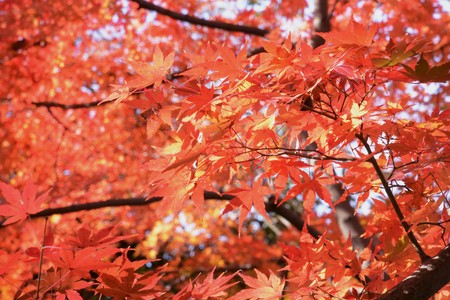 Views of the fall foliage season isの写真素材
