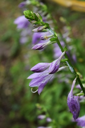 Plantain lilyの写真素材