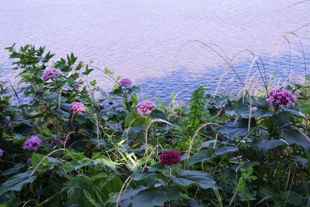 Rose Glory Bowerの写真素材