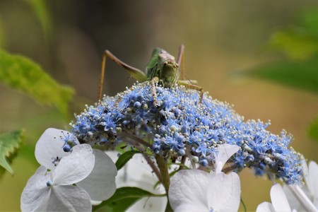 Tettigonia orientalisの写真素材
