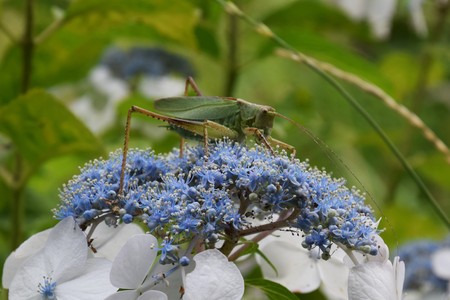 Tettigonia orientalisの写真素材