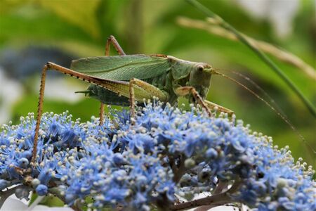 Tettigonia orientalisの写真素材