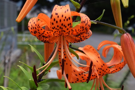 Tiger lilyの写真素材