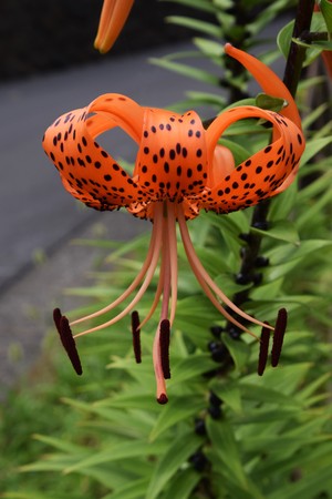Tiger lilyの写真素材