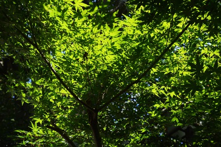 Summer Japanese Parkの写真素材
