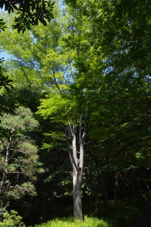 Summer Japanese Parkの写真素材
