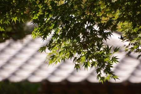 Summer Japanese Parkの写真素材