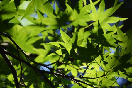 Summer Japanese Parkの写真素材