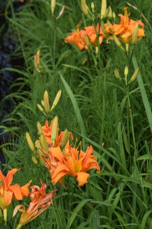 Day lilyの写真素材