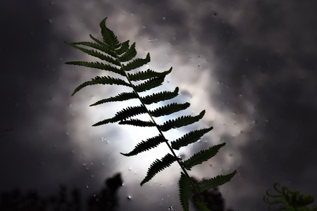 Art forms in nature/Background materialの写真素材