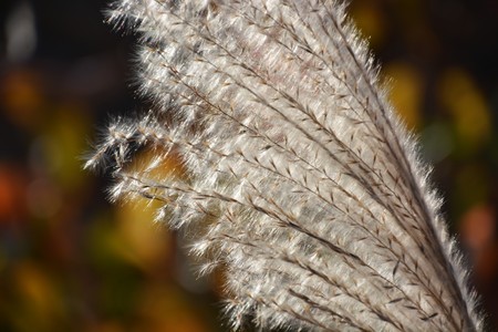 Japanese pampas grassの写真素材
