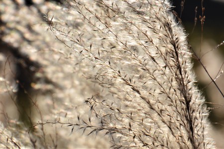 Japanese pampas grassの写真素材