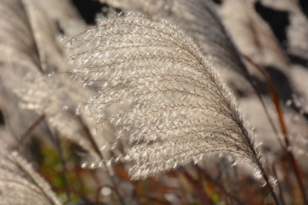 Japanese pampas grassの写真素材