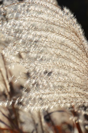 Japanese pampas grassの写真素材