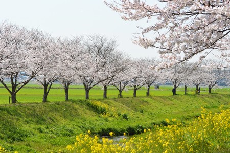 Rows of cherry trees and rape blossomsの写真素材