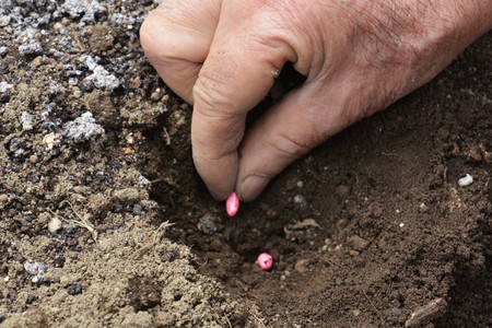 Home vegetable gardenの写真素材
