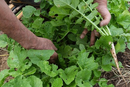 Home vegetable gardenの写真素材
