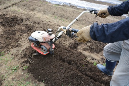 Home vegetable gardenの写真素材