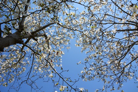 Kobushi magnoliaの写真素材