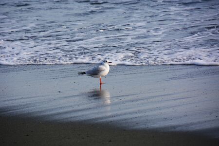 Black-headed gullの写真素材