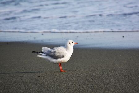 Black-headed gullの写真素材