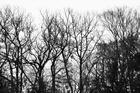 Background materials forest sceneryの写真素材