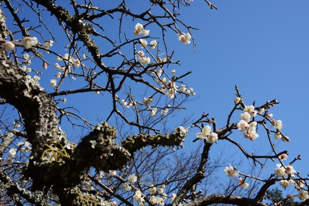 Plum blossomの写真素材