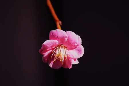 Plum blossomの写真素材